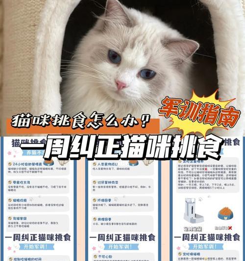 猫不吃猫粮光喝水怎么办？如何解决猫挑食的问题？