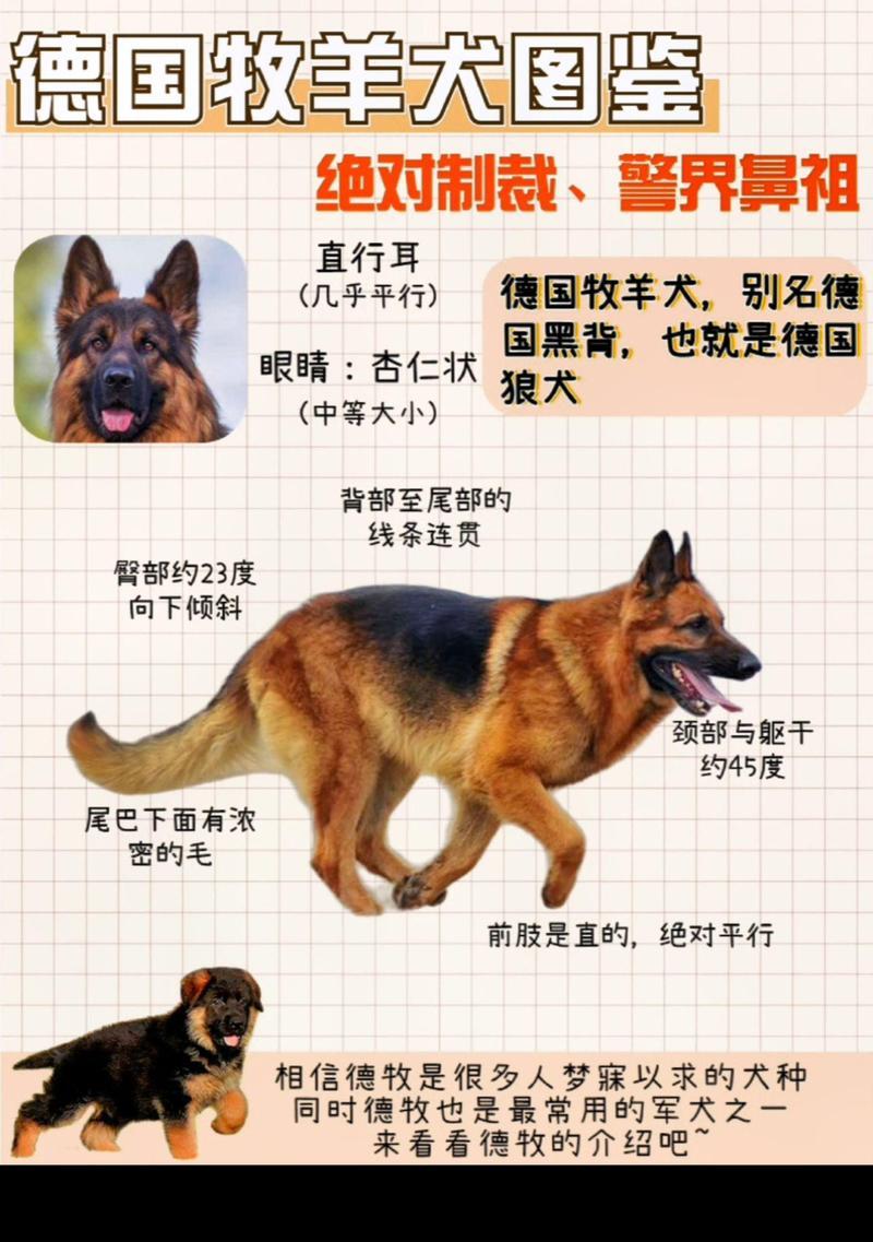 德牧配完种多少天可以看出肚子大？如何判断德牧怀孕的迹象？