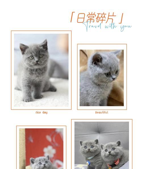 蓝猫是否需要换粮？正确的喂食方法是什么？