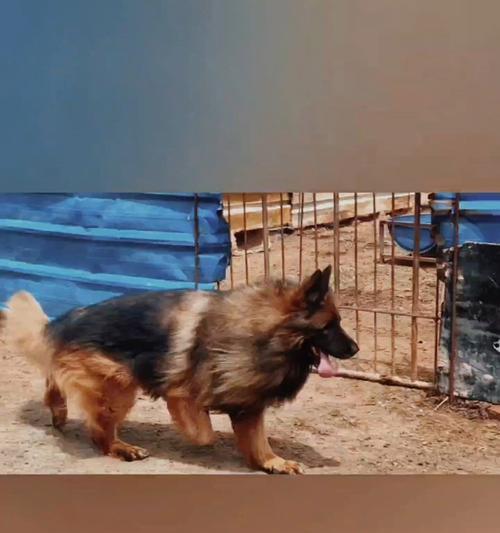 德牧狼灰色幼犬售价如何？