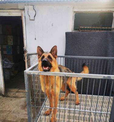 德牧狼灰色幼犬售价如何？