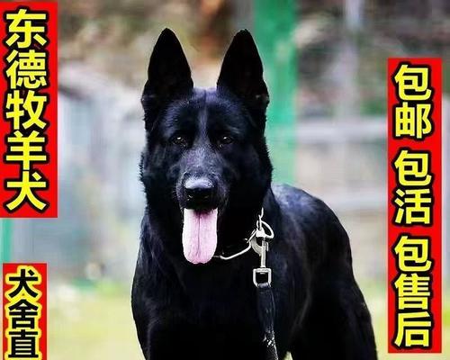 德牧狼灰色幼犬售价如何？