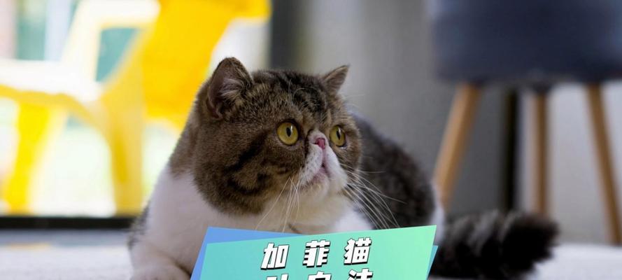 加菲猫吐猫粮的原因是什么？如何解决？