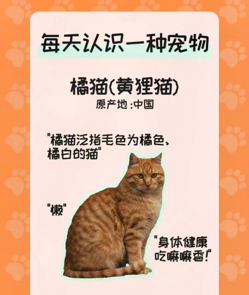 被抢粮的橘猫如何安抚？养好橘猫需要哪些特别注意的点？