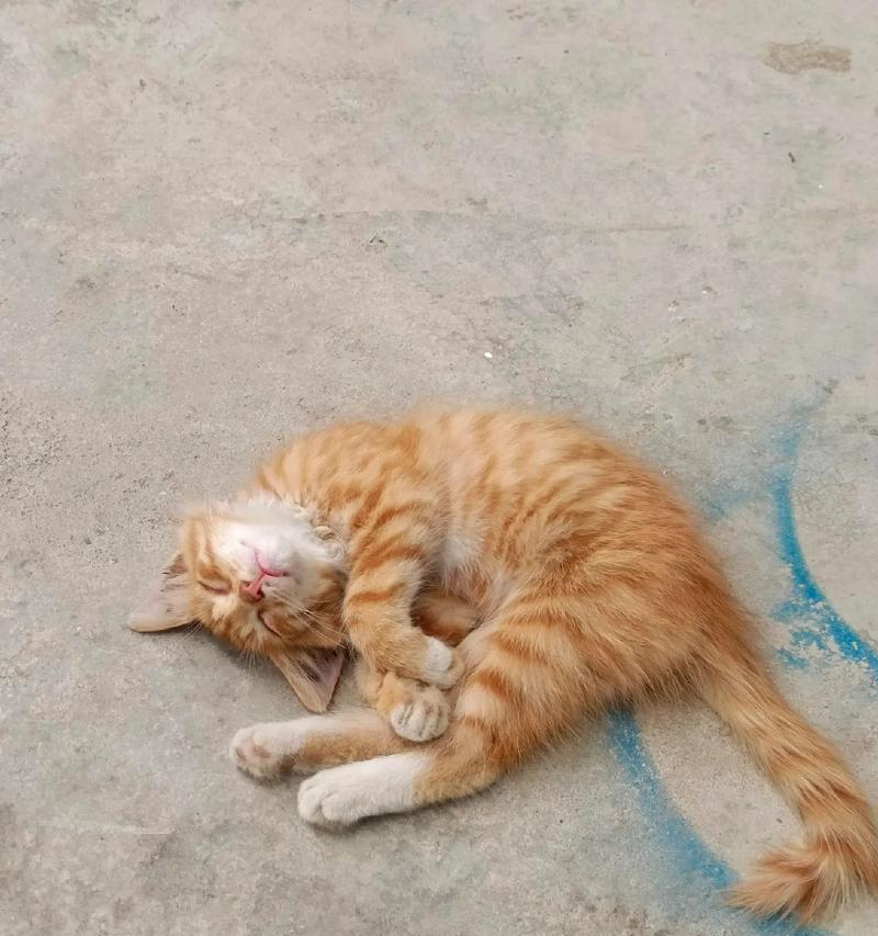 被抢粮的橘猫如何安抚？养好橘猫需要哪些特别注意的点？