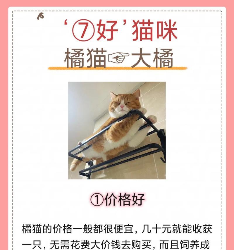 被抢粮的橘猫如何安抚？养好橘猫需要哪些特别注意的点？