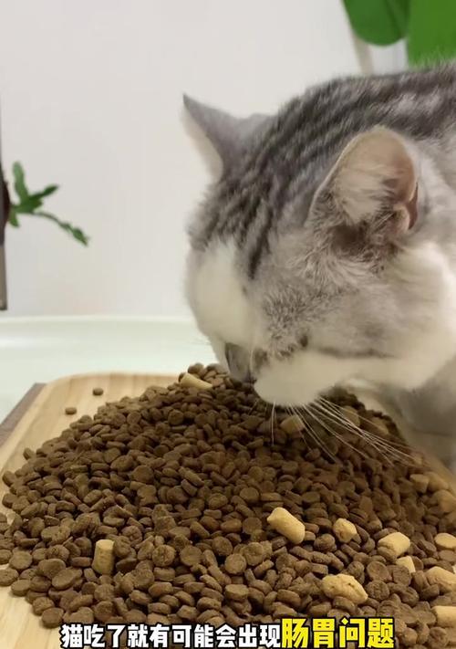 猫粮干燥与潮湿对猫咪的影响？