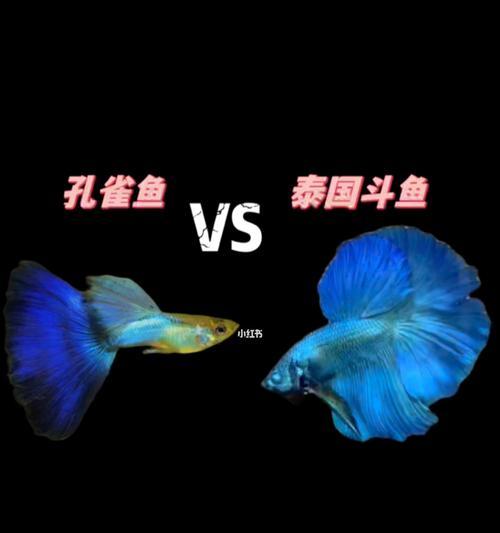 孔雀鱼和斗鱼是一种物种吗？它们的区别在哪里？