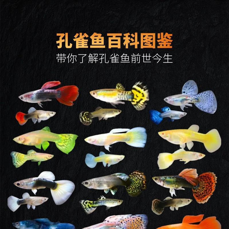 孔雀鱼和斗鱼是一种物种吗？它们的区别在哪里？