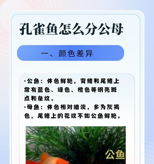 孔雀鱼和斗鱼是一种物种吗？它们的区别在哪里？