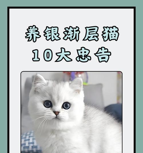 两个月银渐层的猫粮选择建议？
