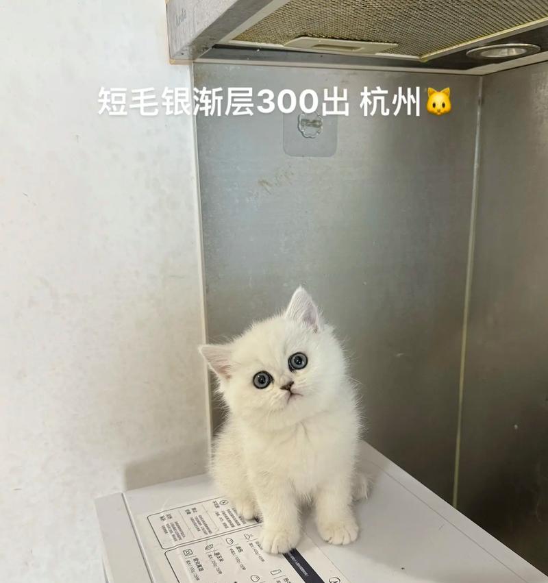 两个月银渐层的猫粮选择建议？