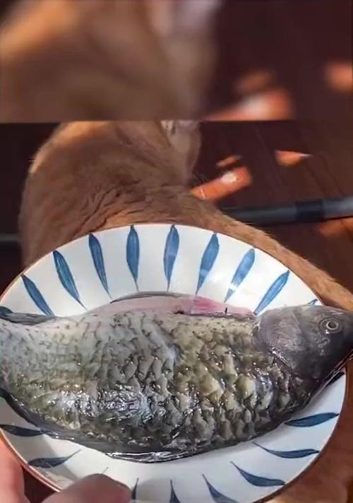 猫咪为何不吃鱼肉只吃猫粮？这是正常现象吗？