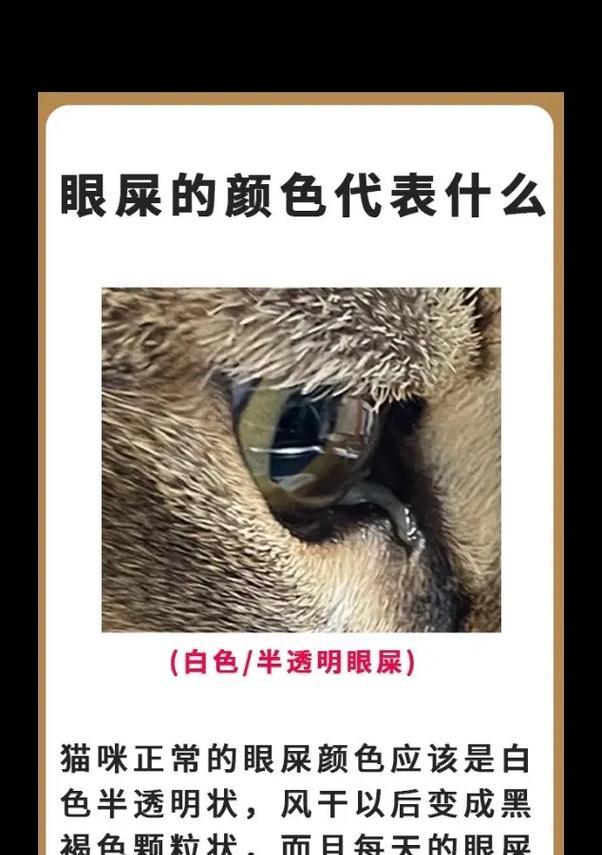 纯粹猫粮导致眼屎多？可能的原因是什么？
