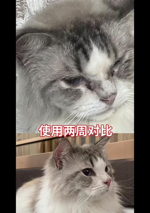 纯粹猫粮导致眼屎多？可能的原因是什么？