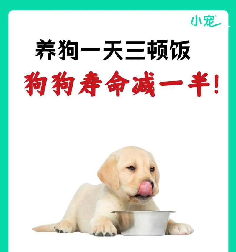 狗狗为何吃了狗粮后拒绝自制饭？