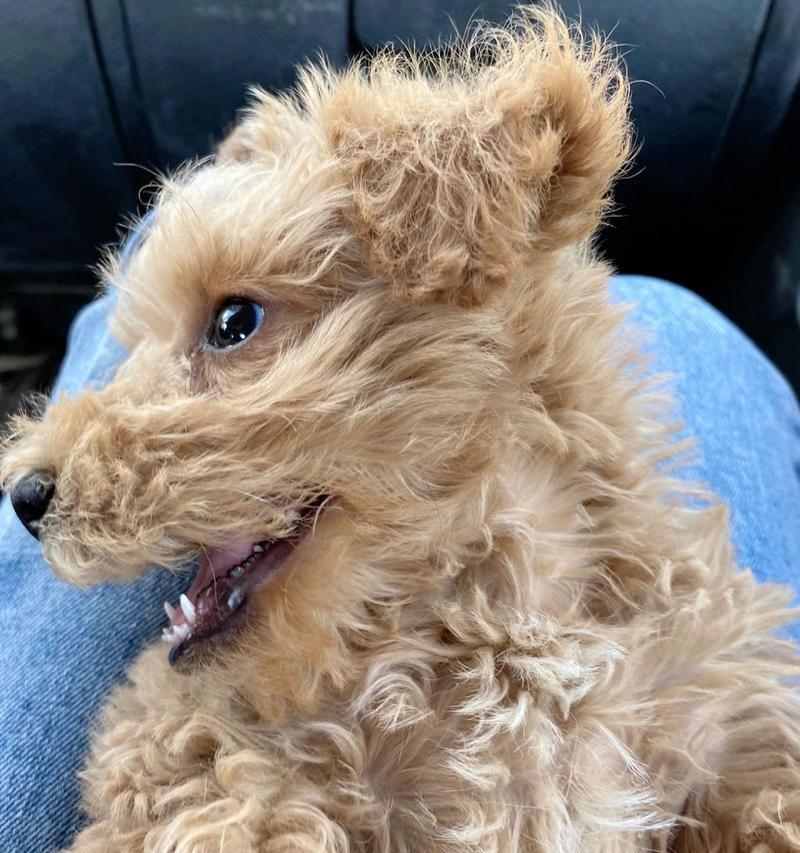 泰迪和雪纳瑞串种幼犬价格是多少？购买时应注意什么？