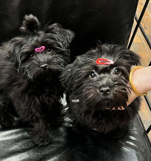 泰迪和雪纳瑞串种幼犬价格是多少？购买时应注意什么？