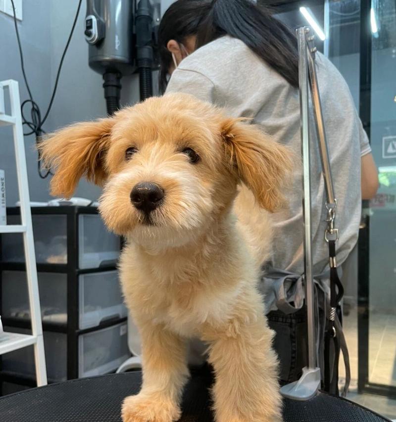 泰迪和雪纳瑞串种幼犬价格是多少？购买时应注意什么？