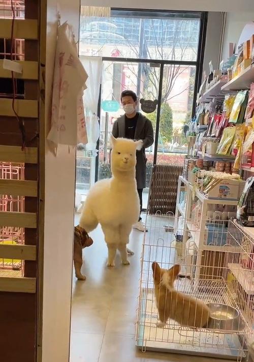 人字拖爱豆被称为羊驼的原因是什么？背后的故事是什么？