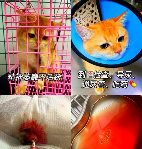 如何辨别盖夫泌尿处方猫粮的真伪？