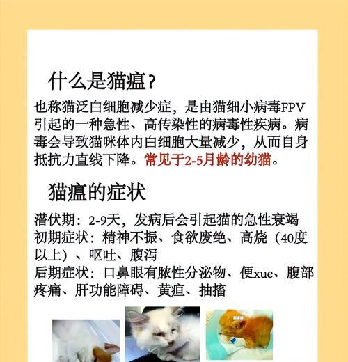 猫瘟导致的没精神不吐猫粮该如何处理？