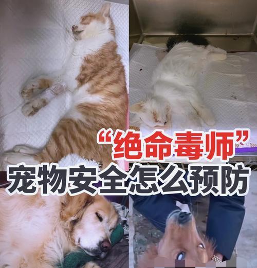猫瘟导致的没精神不吐猫粮该如何处理？