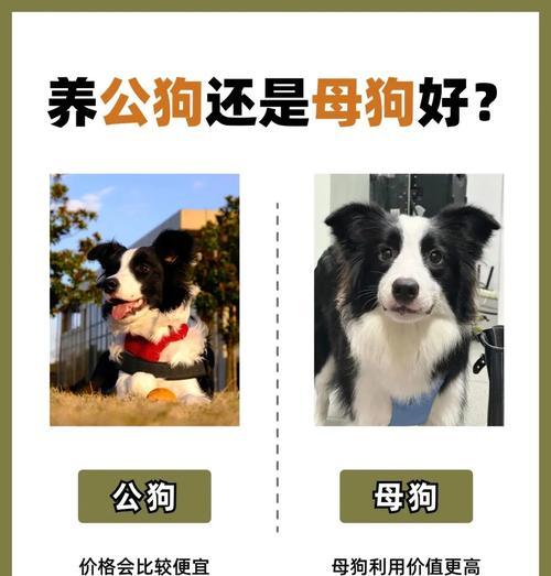 一只边牧犬的价格是多少？与德牧狗相比如何？
