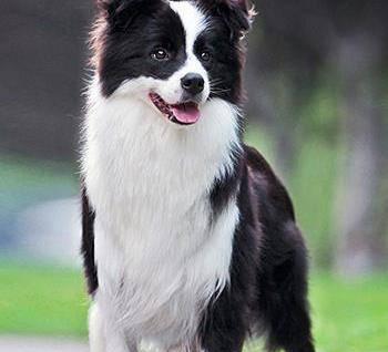 一只边牧犬的价格是多少？与德牧狗相比如何？