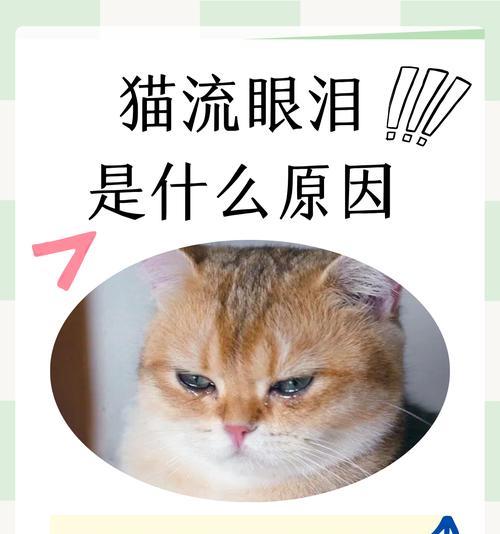 猫咪流泪是因为猫粮不好吗？流泪的常见原因有哪些？