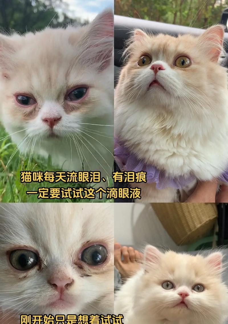 猫咪流泪是因为猫粮不好吗？流泪的常见原因有哪些？