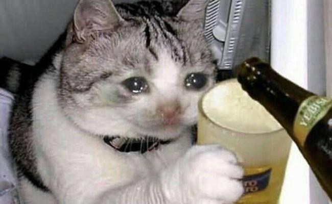 猫咪流泪是因为猫粮不好吗？流泪的常见原因有哪些？