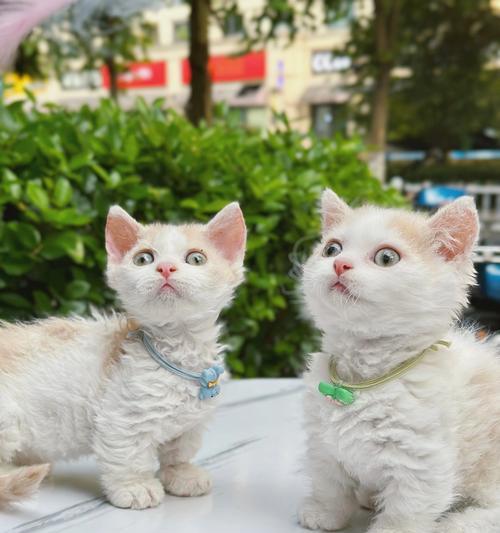 赛凯猫喂什么猫粮合适呢？赛凯猫的饮食需求有哪些特别之处？