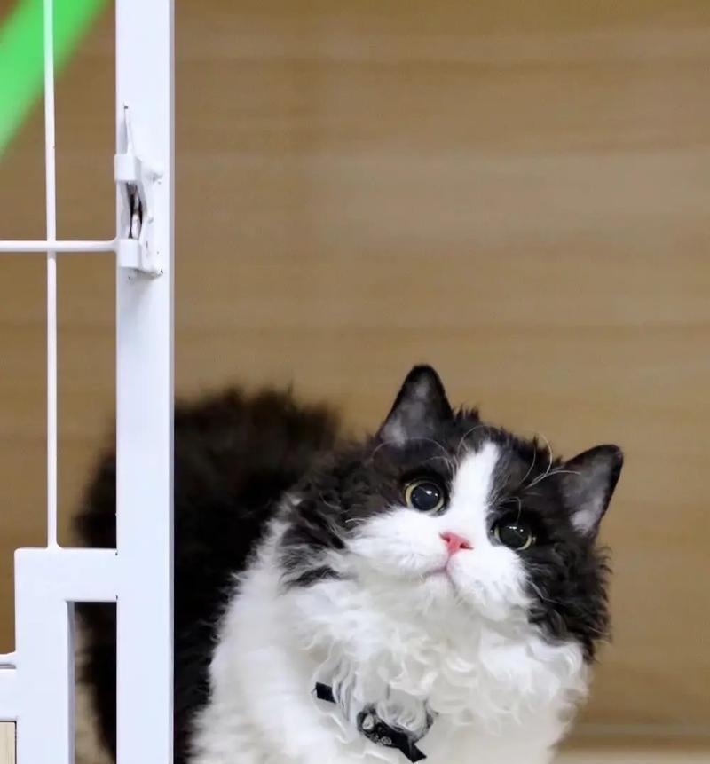 赛凯猫喂什么猫粮合适呢？赛凯猫的饮食需求有哪些特别之处？