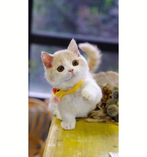 赛凯猫喂什么猫粮合适呢？赛凯猫的饮食需求有哪些特别之处？