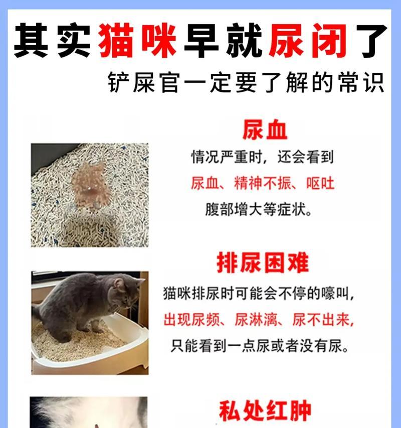 为什么猫会觉得水挨着猫粮很脏？如何解决这个问题？