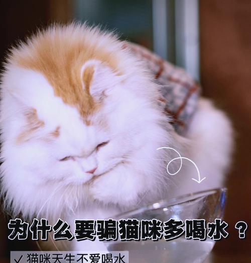 为什么猫会觉得水挨着猫粮很脏？如何解决这个问题？