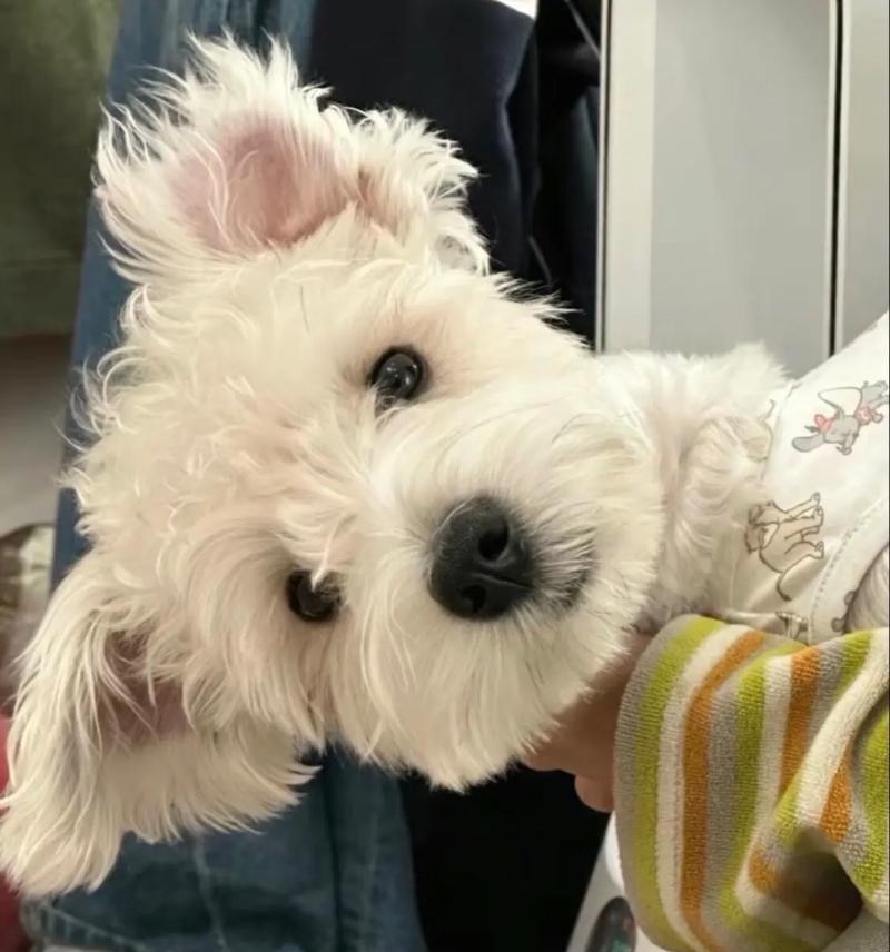 雪纳瑞满月幼犬的正常毛量是多少？