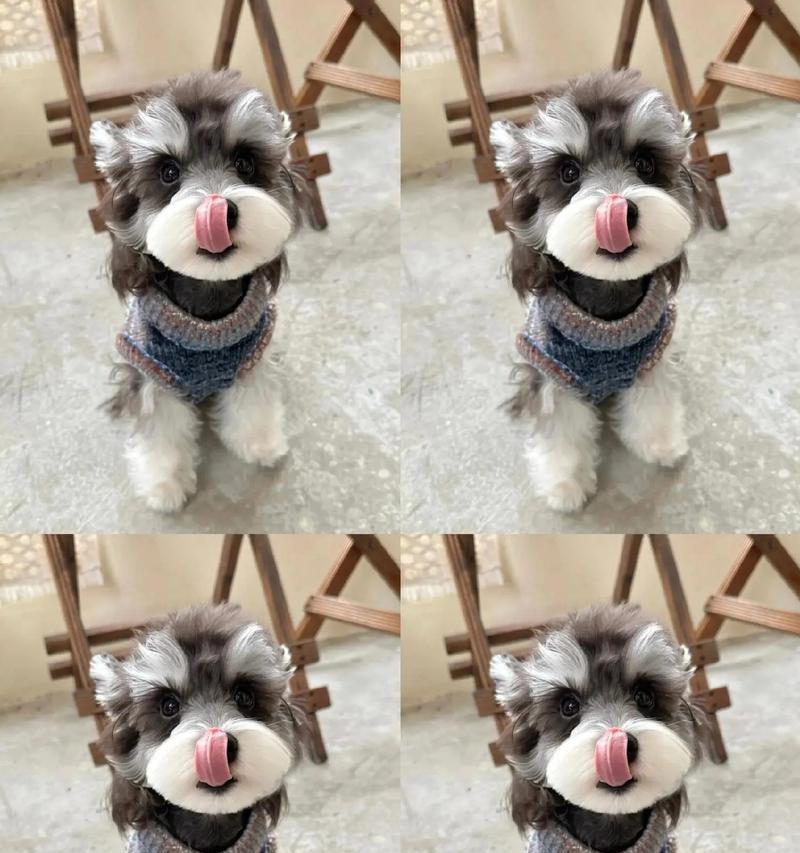 雪纳瑞满月幼犬的正常毛量是多少？