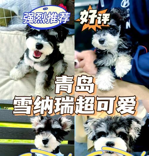 雪纳瑞浩纳换刹车片需要多少钱？