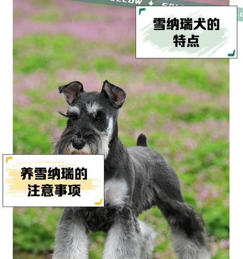 雪纳瑞浩纳换刹车片需要多少钱？