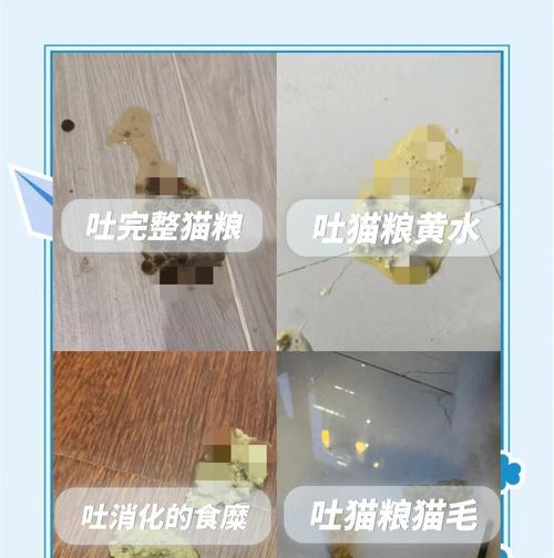 猫咪不消化猫粮吐粮了该如何处理？有哪些解决方法？