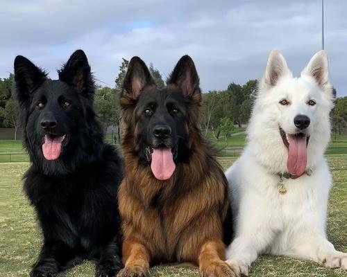 德牧纯种犬的价格是多少？购买德牧纯种犬需要多少预算？