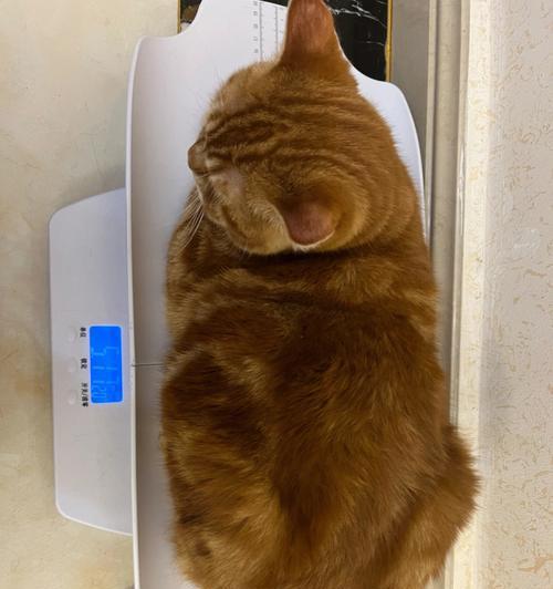 宠物猫可以吃梅干菜吗？为什么吃了不排便？