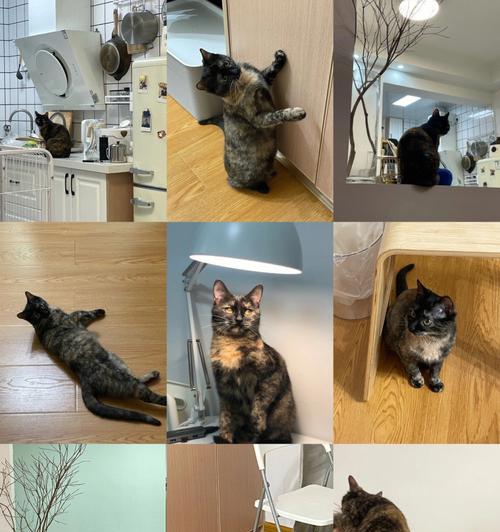 宠物猫可以吃梅干菜吗？为什么吃了不排便？