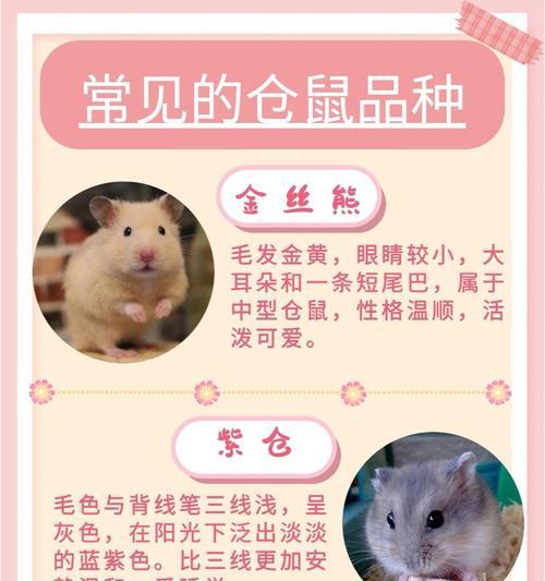 如何在宠物店挑选仓鼠？挑选时应注意哪些问题？