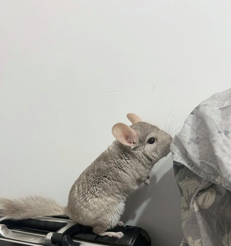 龙猫粮中添加豆粕的利弊是什么？