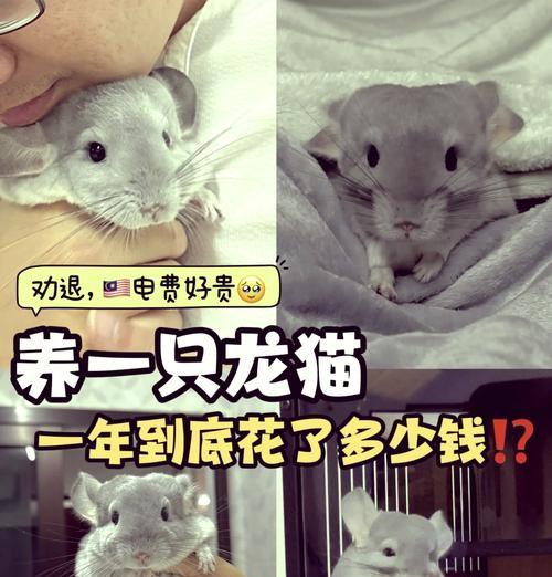 龙猫粮中添加豆粕的利弊是什么？