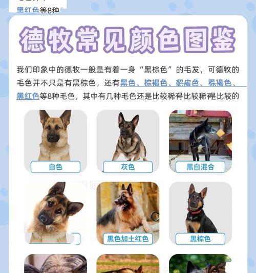 德牧混血狼一代的价格是多少？购买时需要注意什么？
