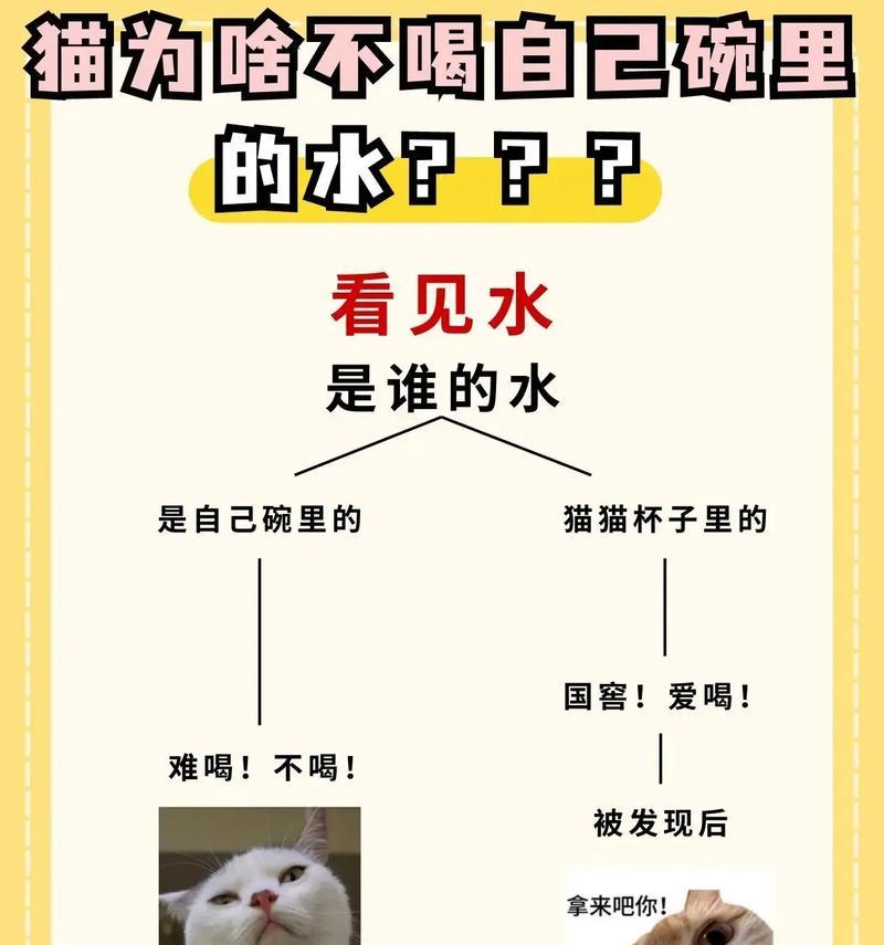为什么吃湿粮的猫更爱喝水？这有什么好处？